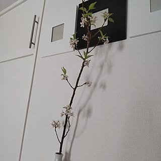 棚/観葉植物/植物のある暮らし/花びん/ホワイトインテリアのインテリア実例 - 2023-03-15 07:53:20