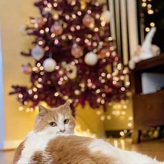 猫クリ/猫とツリー/猫とクリスマス/クリスマス/Xmas...などのインテリア実例 - 2021-11-28 10:24:43