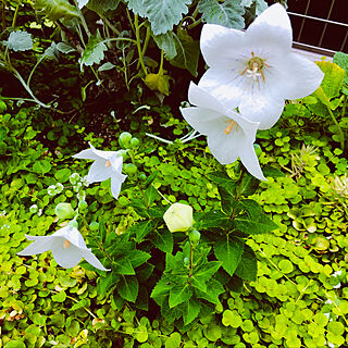 ガーデン/お庭の花達/お庭が大好き/お花が♡/庭...などのインテリア実例 - 2019-07-04 06:49:03