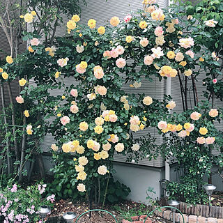 薔薇の花/薔薇の庭をめざして/玄関/入り口のインテリア実例 - 2019-05-14 14:52:06