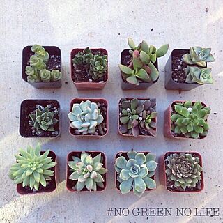 NO GREEN NO LIFE/green/多肉植物/gardenのインテリア実例 - 2015-03-21 11:03:41