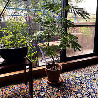 ベランダガーデニング エバーフレッシュのおしゃれなインテリアコーディネート レイアウトの実例 Roomclip ルームクリップ