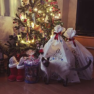 リビング/クリスマスプレゼント/クリスマスツリー/お菓子を飾る/ねこのいる風景...などのインテリア実例 - 2015-12-23 11:16:13