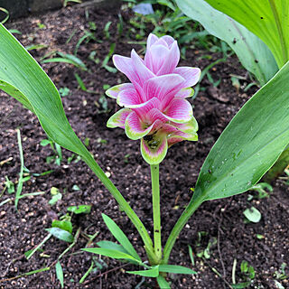 クルクマのピンク/クルクマ/グリーンのある暮らし/植物のある暮らし/花のある生活...などのインテリア実例 - 2021-07-18 15:07:58