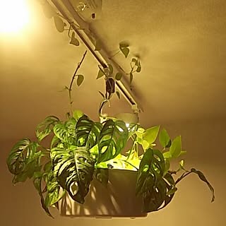 観葉植物のインテリア実例 - 2017-04-12 22:09:22