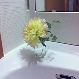 バス/トイレ/植物のインテリア実例 - 2012-11-08 16:01:13