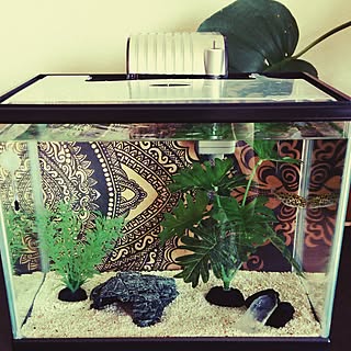 水槽 ミドリフグのおしゃれなアレンジ 飾り方のインテリア実例 Roomclip ルームクリップ