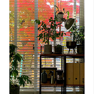 観葉植物のある暮らし/観葉植物/窓からの眺め/秋の庭/シンボルツリー...などのインテリア実例 - 2022-11-06 10:22:33