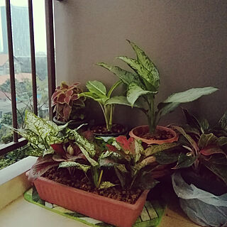 リビング/green/balcony/plantsのインテリア実例 - 2018-01-23 08:47:03