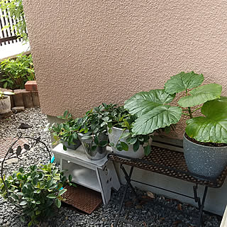 玄関/入り口/観葉植物のある暮らし/フォローありがとうございます♡/いいね♪いつもありがとうございます❤️/グリーンのある暮らし...などのインテリア実例 - 2022-08-26 09:57:12