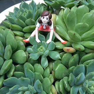 多肉植物/ふち子さんのインテリア実例 - 2014-07-01 12:56:30