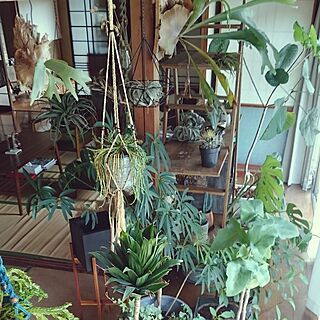 リビング/観葉植物/多肉植物/日本家屋/cafe風...などのインテリア実例 - 2017-07-02 10:55:27
