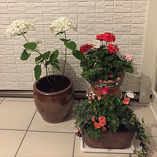 玄関フード内/寄せ植え/ゼラニウムが綺麗/アナベル買いました♡/北海道の家...などのインテリア実例 - 2018-07-17 20:59:16