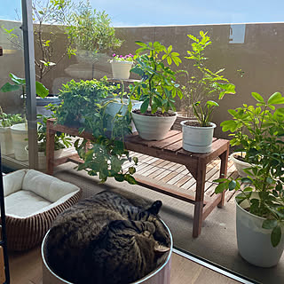 ねこと暮らす/観葉植物/平田ナーセリー/IKEAのインテリア実例 - 2024-05-16 09:27:22