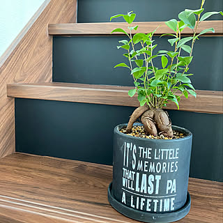 100均/カジュマルの木/カジュマル/観葉植物のある部屋/観葉植物のある暮らし...などのインテリア実例 - 2021-05-07 16:09:34