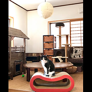 リビング/Room Clipとの出会いに感謝✳︎/保護猫/ねこのいる日常/にゃんずroom...などのインテリア実例 - 2019-01-04 11:20:27