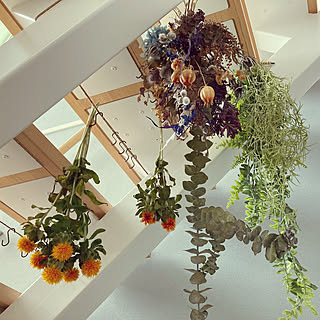 ドライフラワー 紅花のおしゃれなアレンジ 飾り方のインテリア実例 Roomclip ルームクリップ