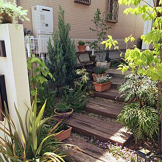 玄関/入り口/植物増やしたい/植物のある暮らし/ガーデニングのインテリア実例 - 2016-05-04 10:11:16
