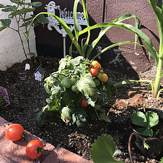 花壇DIY/花壇/ガーデニング/庭/トマト収穫...などのインテリア実例 - 2021-06-09 15:35:19