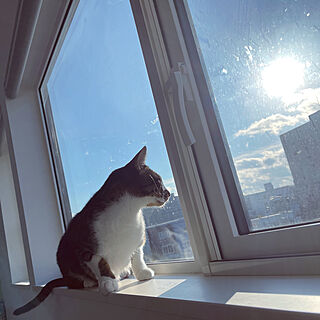 窓と猫の物語2021withYKKAP/ねこのいる風景/ねこと暮らす/ベッド周りのインテリア実例 - 2021-11-18 08:48:05