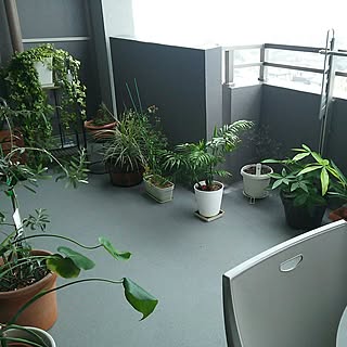 部屋全体/観葉植物/植物/植物のある暮らし/バルコニー...などのインテリア実例 - 2017-01-13 23:55:13