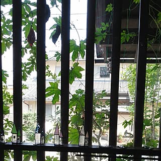 玄関/入り口/ゴーヤカーテン/ステンドグラス/植物/手作り...などのインテリア実例 - 2014-07-25 07:50:51