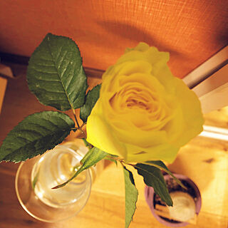 部屋全体/一人暮らし/Aoyama Flower Market/花のある暮らし/花好きな人と繋がりたいのインテリア実例 - 2018-11-11 19:59:39