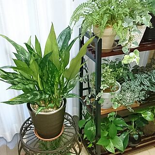 部屋全体/植物/日替わり投稿企画!木曜日/グリーンのある暮らし/観葉植物...などのインテリア実例 - 2017-07-13 19:32:34