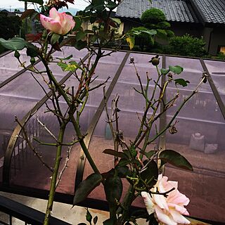 玄関/入り口/綺麗/薔薇/庭/植物のインテリア実例 - 2017-06-24 10:00:41
