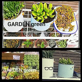 玄関/入り口/多肉/ｾﾀﾞﾑ/GARDEN苦手/ﾘﾒ缶チャレンジしたい。...などのインテリア実例 - 2014-04-28 08:27:39