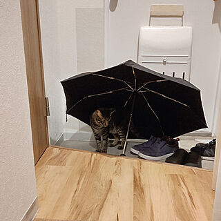 玄関/入り口/猫と暮らす。/保護猫/猫ばかりごめんなさい/ケチケチリフォーム...などのインテリア実例 - 2020-06-06 22:10:01