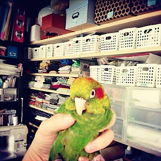 棚/アトリエ/インコ/手芸用品/狭い部屋のインテリア実例 - 2013-03-29 15:39:31