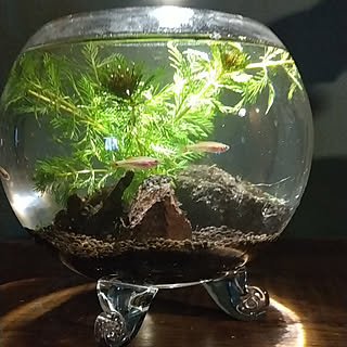 アカヒレ ボトルアクアリウムのおしゃれなアレンジ 飾り方のインテリア実例 Roomclip ルームクリップ
