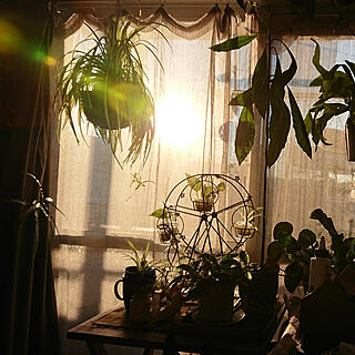 ベッド周り/ベッドからの眺め/至福の時間/植物のある暮らし/観葉植物のある暮らし...などのインテリア実例 - 2022-02-22 00:13:48