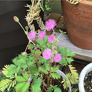 オジギソウの花/オジギソウ/記録用なのでコメントお気遣いなく♡/子ども４人/いいね押し逃げゴメンなさい|ω･`)...などのインテリア実例 - 2022-09-15 10:42:13