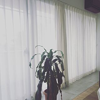 壁/天井/インナーテラス風/リネンカーテンのインテリア実例 - 2016-11-15 19:59:46
