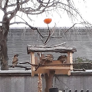 野鳥の餌台のインテリア実例 Roomclip ルームクリップ