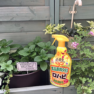 ハーブのある暮らし 害虫対策のインテリア実例 Roomclip ルームクリップ