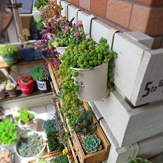 多肉植物/多肉植物　寄せ植え/グリーンネックレス/多肉棚　DIY/木製プランター　DIY...などのインテリア実例 - 2017-04-28 16:50:06