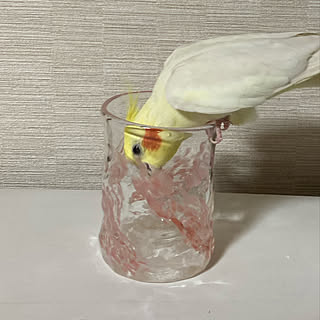 琉球グラス/コザクラインコ/ののん/鳥と暮らす/りーちゃん...などのインテリア実例 - 2022-06-29 23:11:59