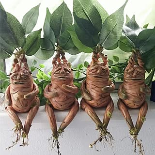 マンドレイクのインテリア実例 Roomclip ルームクリップ