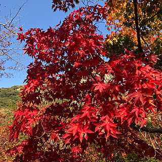 玄関/入り口/紅葉/お部屋じゃなくてすみませんのインテリア実例 - 2018-11-15 12:31:38