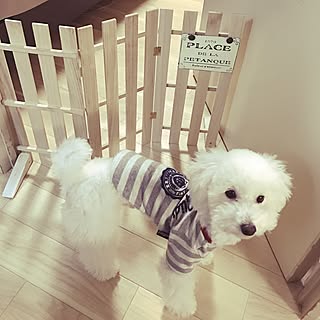 Diy ペットゲートのインテリア 手作りの実例 Roomclip ルームクリップ Diy ペットゲートのインテリア 手作りの実例 Roomclip ルームクリップ