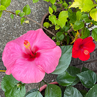 あいにくの雨だけど…/ハイビスカス咲きました♪/お花のある生活❁/見て頂いてありがとうございます*ˊᵕˋ*/棚のインテリア実例 - 2022-09-23 16:42:42