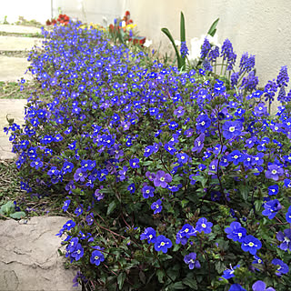 ムスカリ ベロニカオックスフォードブルーのインテリア実例 Roomclip ルームクリップ