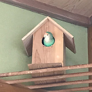 鳥の巣箱DIY/インコ/ベッド周りのインテリア実例 - 2019-04-19 22:24:35