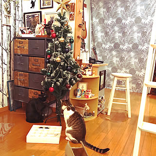 ツリーに興味津々の猫/IKEAクリスマス雑貨/クリスマスツリー飾り付け/ねこのいる風景/白キジのん...などのインテリア実例 - 2021-11-20 19:22:38