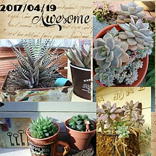 棚/いつもいいねやコメありがとうございます♡/花のある生活/多肉寄せ植え/多肉植物...などのインテリア実例 - 2017-04-19 06:51:54