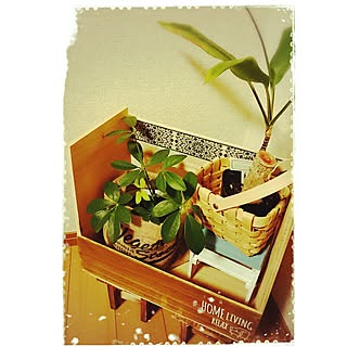 壁/天井/いつもいいね！ありがとうございます♪/セリア/ダイソー/観葉植物のある部屋...などのインテリア実例 - 2017-02-23 23:02:15