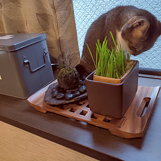 観葉植物のある暮らし/猫草栽培中/無印良品/和草/苔玉...などのインテリア実例 - 2021-12-07 15:26:49